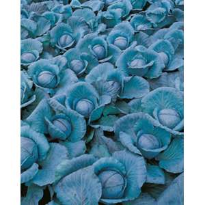 Примьеро F1 - капуста краснокочанная, 2 500 семян, Bejo (Бейо), Голландия фото, цена